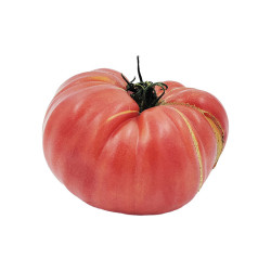 TOMATE ROSA VALENCIA